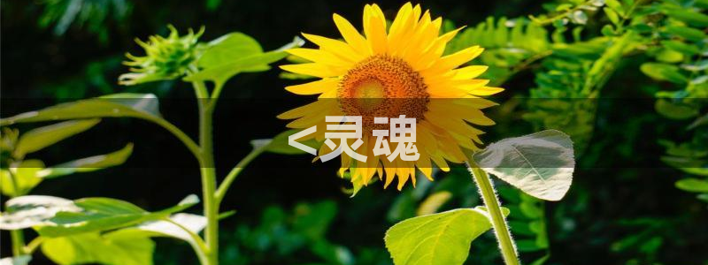 动漫天堂下载：<灵魂